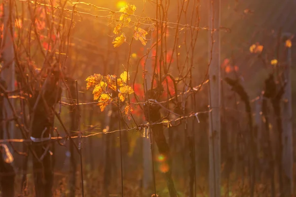 Барвистий Осінній Пейзаж Винограднику Заході Сонця — стокове фото