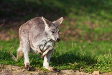 Yeşil bir çayırda küçük güzel bir kanguru
