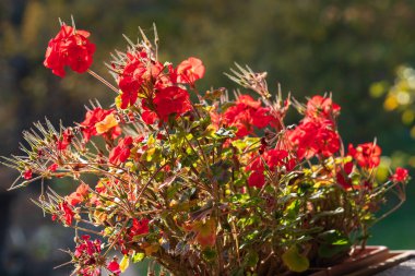 Güzel, kırmızı bir sardunya çiçeği bir kutuda.