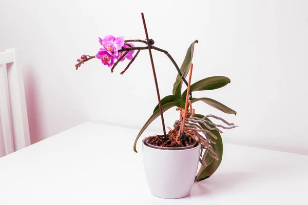 Indoor Roze Bloem Orchidee Een Bloempot Staat Een Witte Tafel — Stockfoto