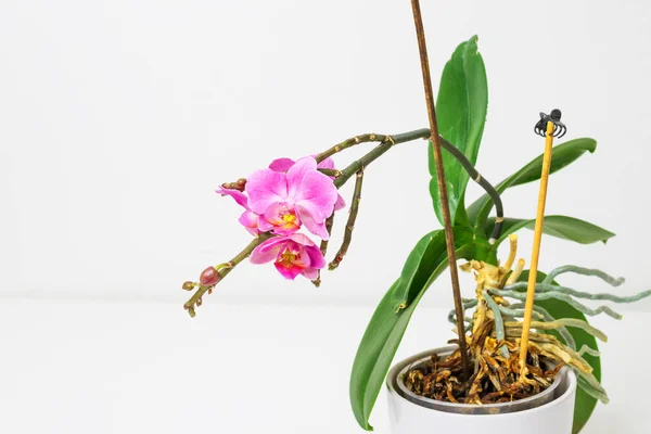 Indoor Roze Bloem Orchidee Een Bloempot Staat Een Witte Tafel — Stockfoto