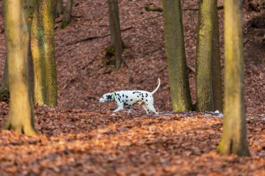 Dalmaçyalı - siyah benekli beyaz bir köpek kış ormanında koşuyor..
