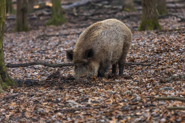 stock image Wild boar - Sus scrofa - in the forest and by the in its natural habitat. Photo of wild nature.