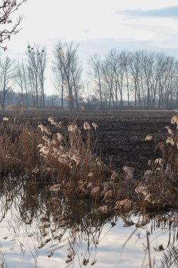 Akşamın erken saatlerinde gölet çevresindeki kış manzarası. Gökyüzünde dramatik bulutlar.