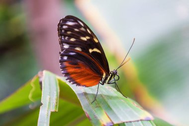 A beautiful large colorful butterfly in its natural habitat.