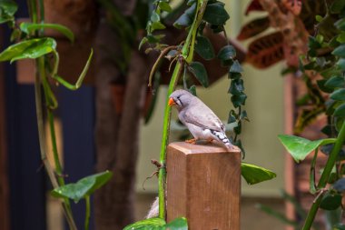 Taeniopygia guttata - small colorful exotic bird in green