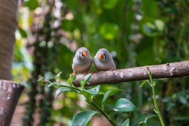 Taeniopygia guttata - small colorful exotic bird in green
