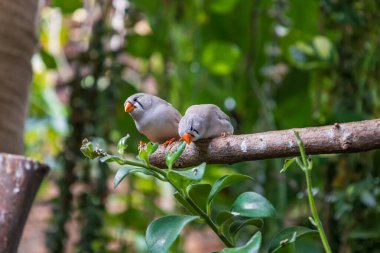 Taeniopygia guttata - small colorful exotic bird in green