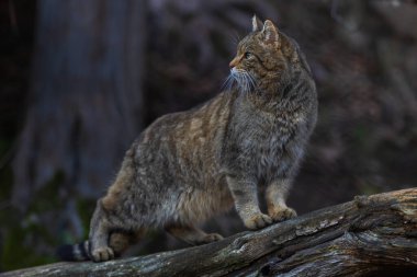 Big gray European wild cat in the wild.