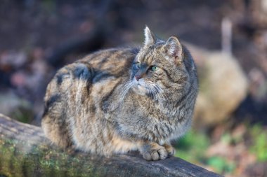 Big gray European wild cat in the wild.