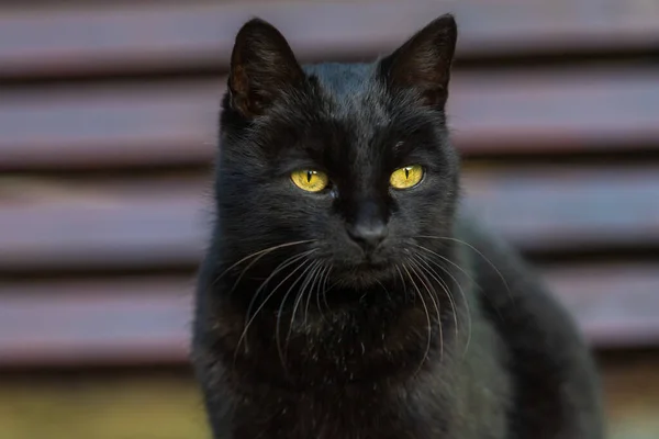 Portrait of a black cat. The cat\'s eyes light up.