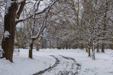Winter landscape with snow. Beautiful park with trees - Straznice - Czech Republic
