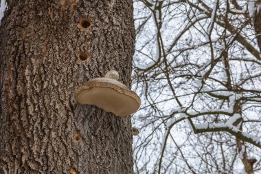 Winter landscape with snow. Beautiful park with trees - Straznice - Czech Republic