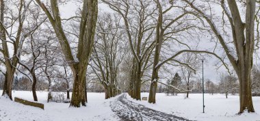 Winter landscape with snow. Snow-covered sycamore alley. Straznice - Czech Republic