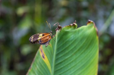 A beautiful large colorful butterfly in its natural habitat.