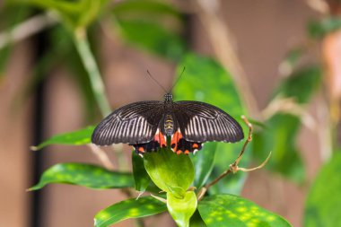 A beautiful large colorful butterfly in its natural habitat.