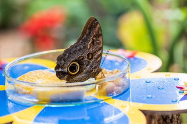 A beautiful large colorful butterfly in its natural habitat.