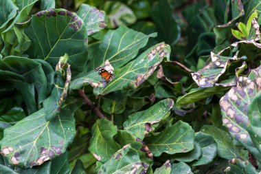 A beautiful large colorful butterfly in its natural habitat.