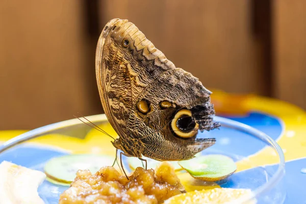 A beautiful large colorful butterfly in its natural habitat.