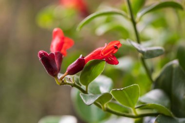 A beautiful large colorful butterfly in its natural habitat.