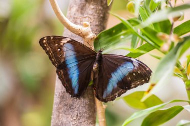 A beautiful large colorful butterfly in its natural habitat.