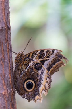 A beautiful large colorful butterfly in its natural habitat.