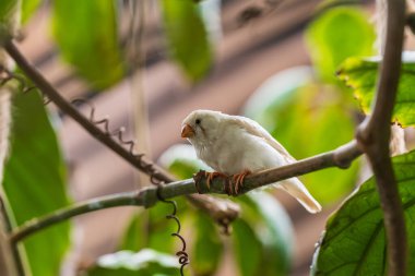 Taeniopygia guttata - small colorful exotic bird in green