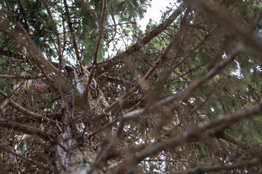 Baykuş Asio otus - Uzun kulaklı Baykuş gün boyu yeşil bir ağacın dallarında dinleniyor. Çek Cumhuriyeti 'nde vahşi fotoğraf.