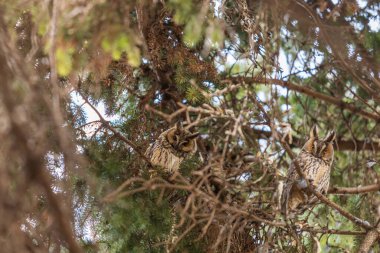 Baykuş Asio otus - Uzun kulaklı Baykuş gün boyu yeşil bir ağacın dallarında dinleniyor. Çek Cumhuriyeti 'nde vahşi fotoğraf.