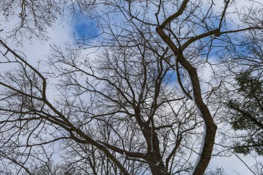 Winter landscape with snow. Beautiful park with trees - Straznice - Czech Republic