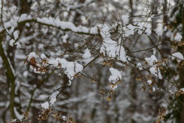 Karlı kış manzarası. Ağaçlı güzel bir park.
