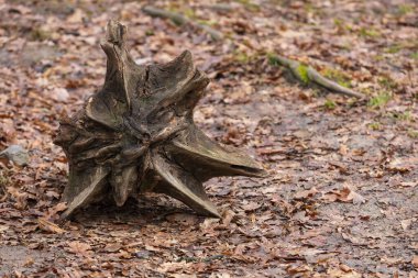 Winter forest landscape with remnants of white snow.