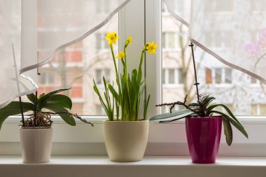 Spring flower yellow Narcissus in a flowerpot on the windowsill.