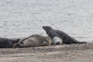 Foca vitulina - Liman Mührü - Almanya 'daki Dune adasında ve denizde. Vahşi foto..