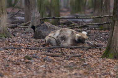 Yaban domuzu - Sus scrofa - ormanda ve doğal ortamında. Vahşi doğanın fotoğrafı..