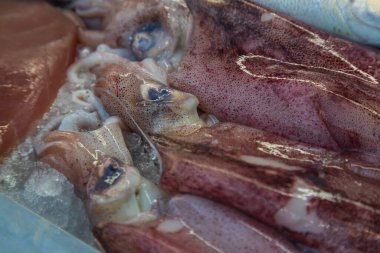 Fresh sea fish in the cold counter, intended for sale in the market. The fish are stored on ice.