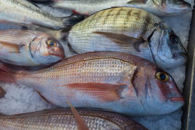 Fresh sea fish in the cold counter, intended for sale in the market. The fish are stored on ice.