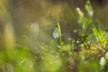 Snowdrop - Galanthus nivalis first spring flower. White flower with green leaves.
