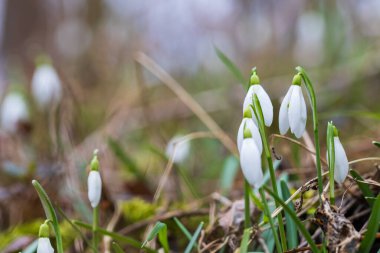 Snowdrop - Galanthus nivalis first spring flower. White flower with green leaves.