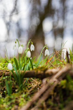Snowdrop - Galanthus nivalis first spring flower. White flower with green leaves.