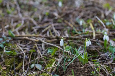 Snowdrop - Galanthus nivalis first spring flower. White flower with green leaves.