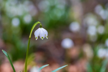 Spring white flower Bledule - Leucojum vernum with green leaves in wild nature in floodplain forest.