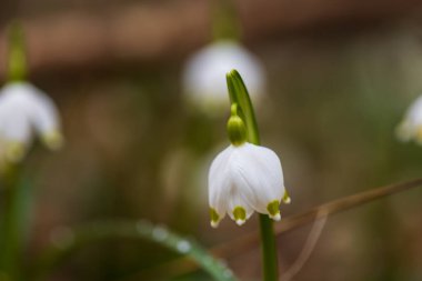 Spring white flower Bledule - Leucojum vernum with green leaves in wild nature in floodplain forest.