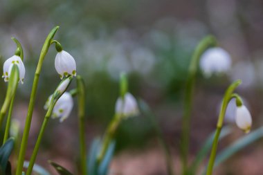 Spring white flower Bledule - Leucojum vernum with green leaves in wild nature in floodplain forest.