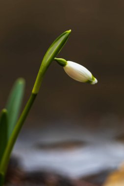 Spring white flower Bledule - Leucojum vernum with green leaves in wild nature in floodplain forest.