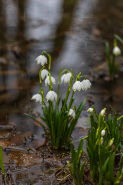 Spring white flower Bledule - Leucojum vernum with green leaves in wild nature in floodplain forest.