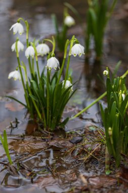 Spring white flower Bledule - Leucojum vernum with green leaves in wild nature in floodplain forest.