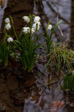 Spring white flower Bledule - Leucojum vernum with green leaves in wild nature in floodplain forest.