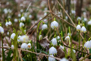 Spring white flower Bledule - Leucojum vernum with green leaves in wild nature in floodplain forest. clipart