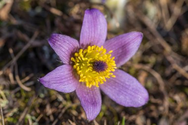 Bahar tarlasında paska çiçekleri. Fotoğraf: Pulsatilla grandis ve güzel bokeh..